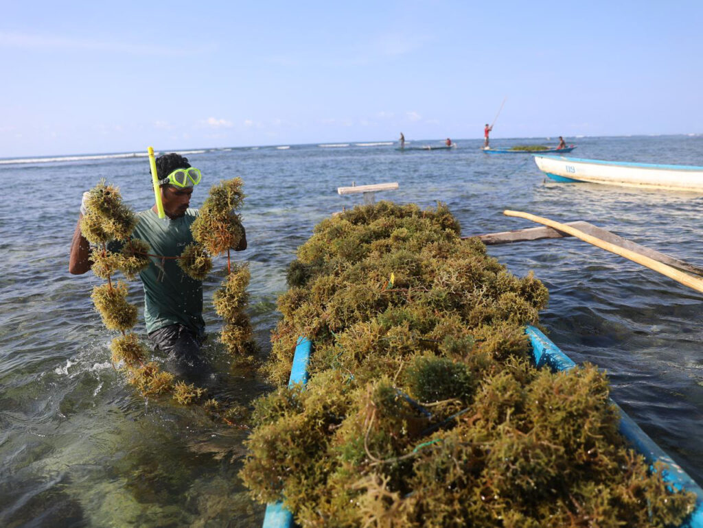 timbangan industri untuk pengolahan rumput laut