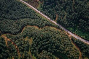 Truk bermuatan biomassa melewati jembatan timbang sawit di area penerimaan pabrik